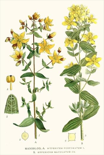 چای كوهی و ویروس ایدز